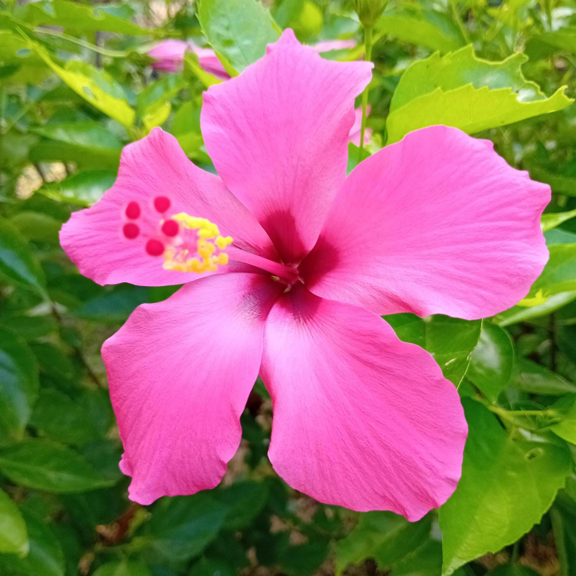 Budi Sun Resort Maumere Zewnętrze zdjęcie